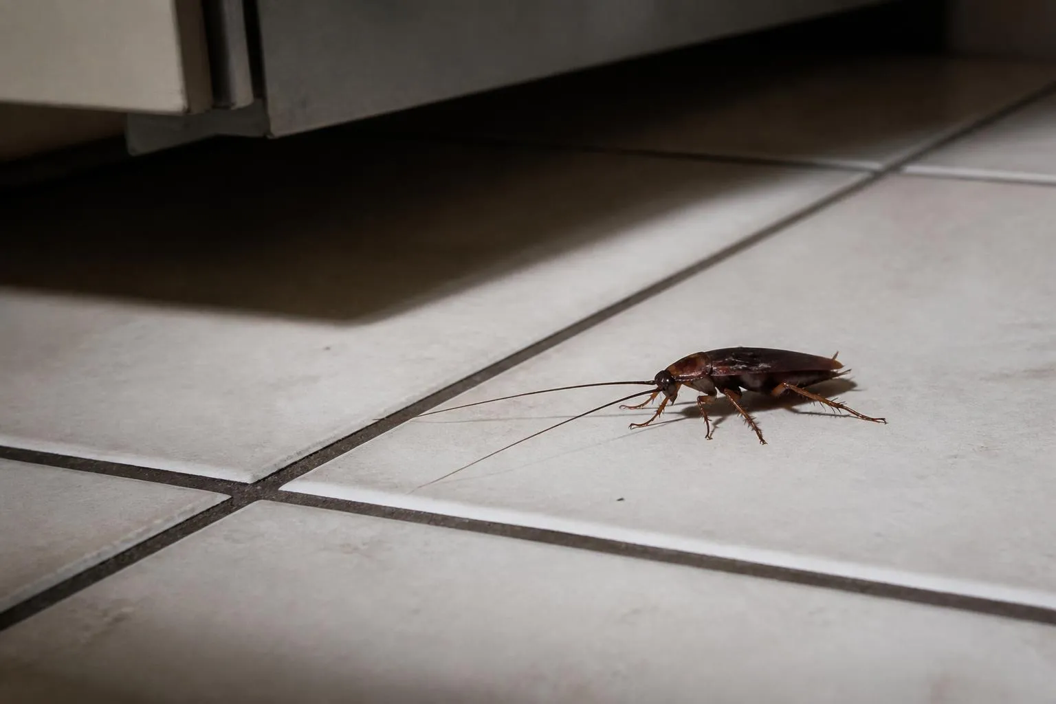découvrez des méthodes naturelles efficaces pour éliminer les cafards et blattes de votre domicile sans utiliser de produits chimiques.