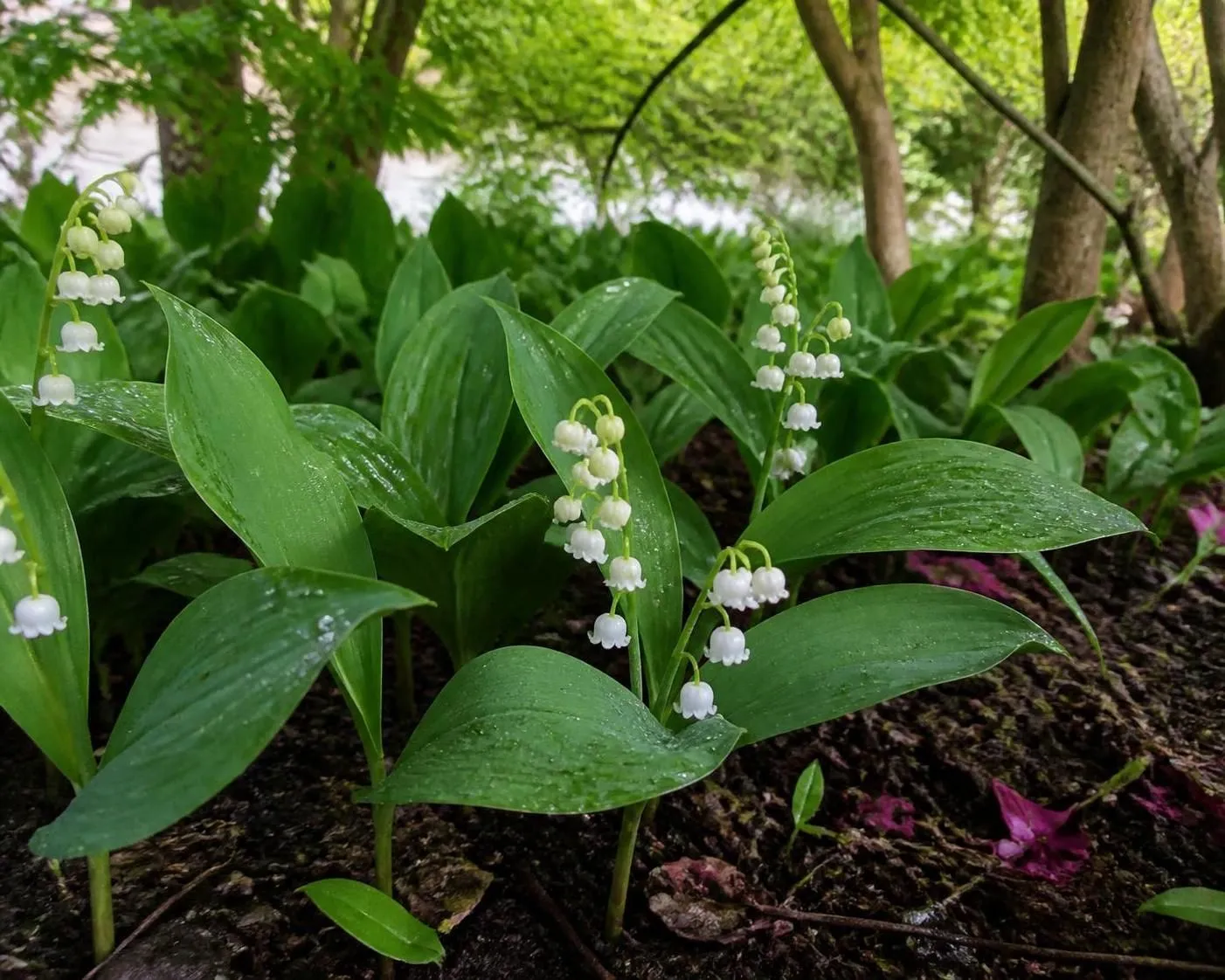 découvrez tout ce qu'il faut savoir sur la plantation et la culture du muguet dans votre jardin pour une floraison réussie et parfumée.