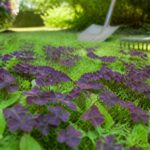 Oxalis : pourquoi ce trèfle mauve envahit votre jardin et comment le maîtriser découvrez pourquoi l'oxalis, ce trèfle mauve, envahit votre jardin et apprenez les méthodes efficaces pour le contrôler et préserver la beauté de vos espaces verts.