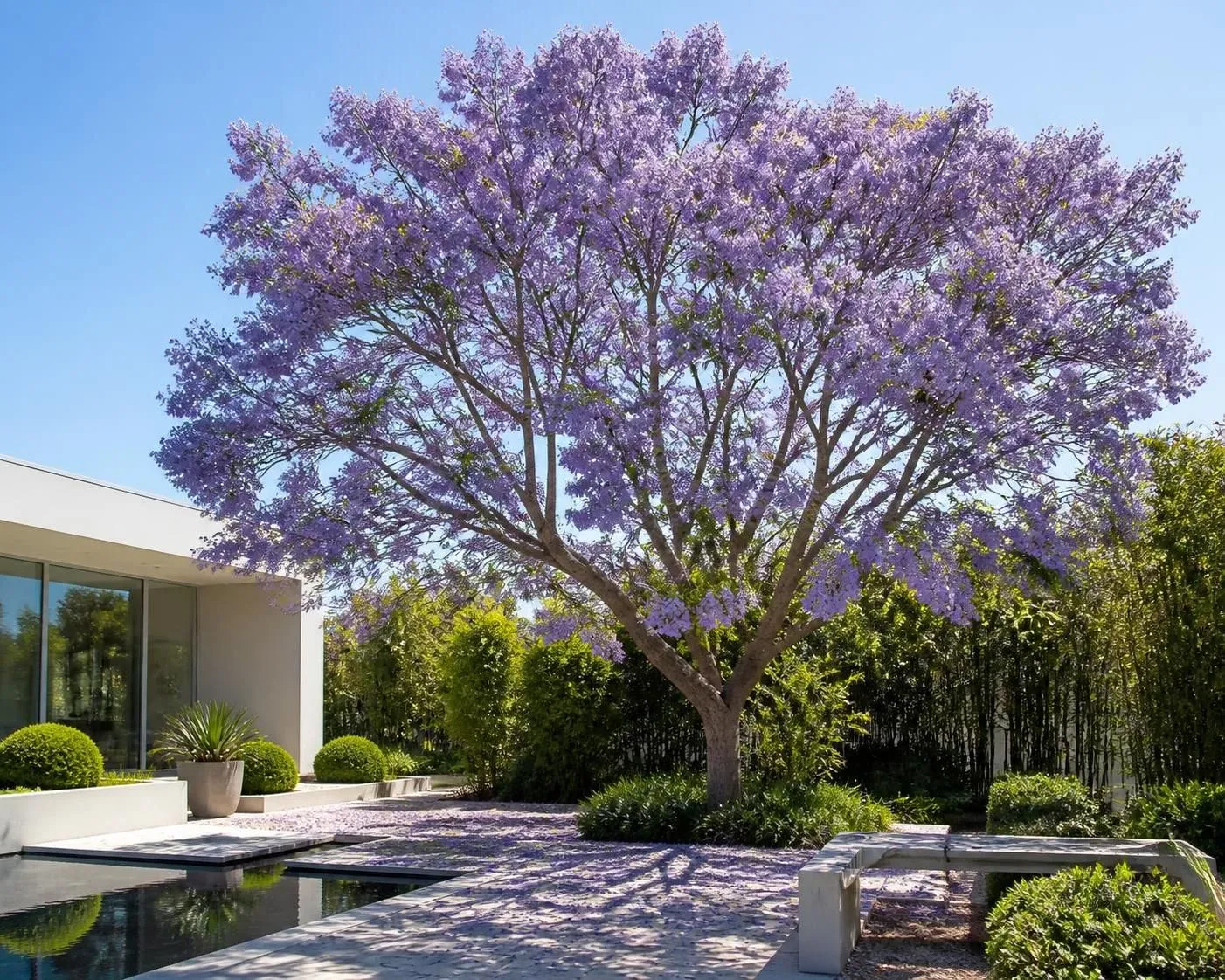découvrez comment planter et entretenir le paulownia, l'arbre à croissance ultra-rapide, pour embellir votre jardin et profiter de ses nombreux avantages.
