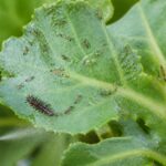 Thrips sur les plantes : identifier ces insectes minuscules et s’en débarrasser naturellement apprenez à reconnaître les thrips, ces petits insectes nuisibles, et découvrez des méthodes naturelles efficaces pour protéger vos plantes et les débarrasser sans produits chimiques.