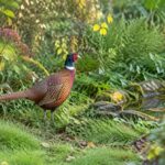Le faisan dans le jardin : comment l’accueillir, l’observer et lui créer un habitat favorable découvrez comment accueillir le faisan dans votre jardin, l’observer sans le déranger et aménager un habitat favorable à son bien-être.