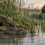 Rat musqué au bord de l’eau : comprendre ses habitudes et le signaler aux bonnes autorités découvrez comment reconnaître le rat musqué au bord de l’eau, comprendre ses habitudes et le signaler aux autorités compétentes.